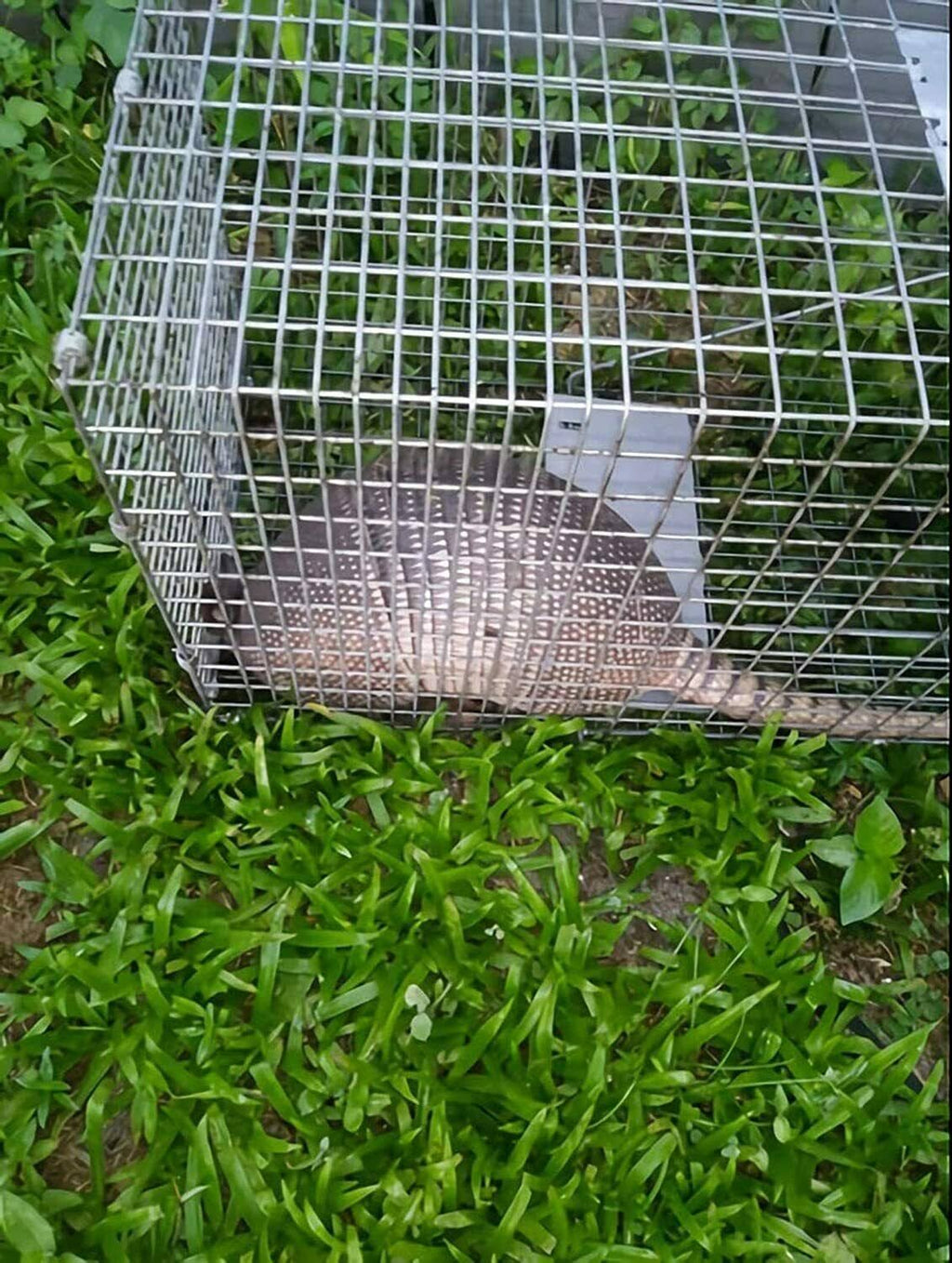 Large Collapsible Humane Live Animal Cage Trap Y190387