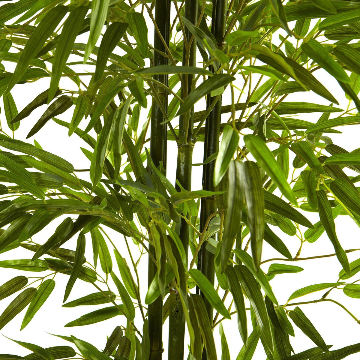 Green Bamboo Tree T639