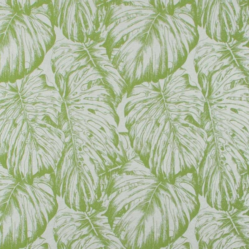 Tropical Parakeet Wallpaper F244155