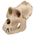 Gorilla Skull Male Replica T5610