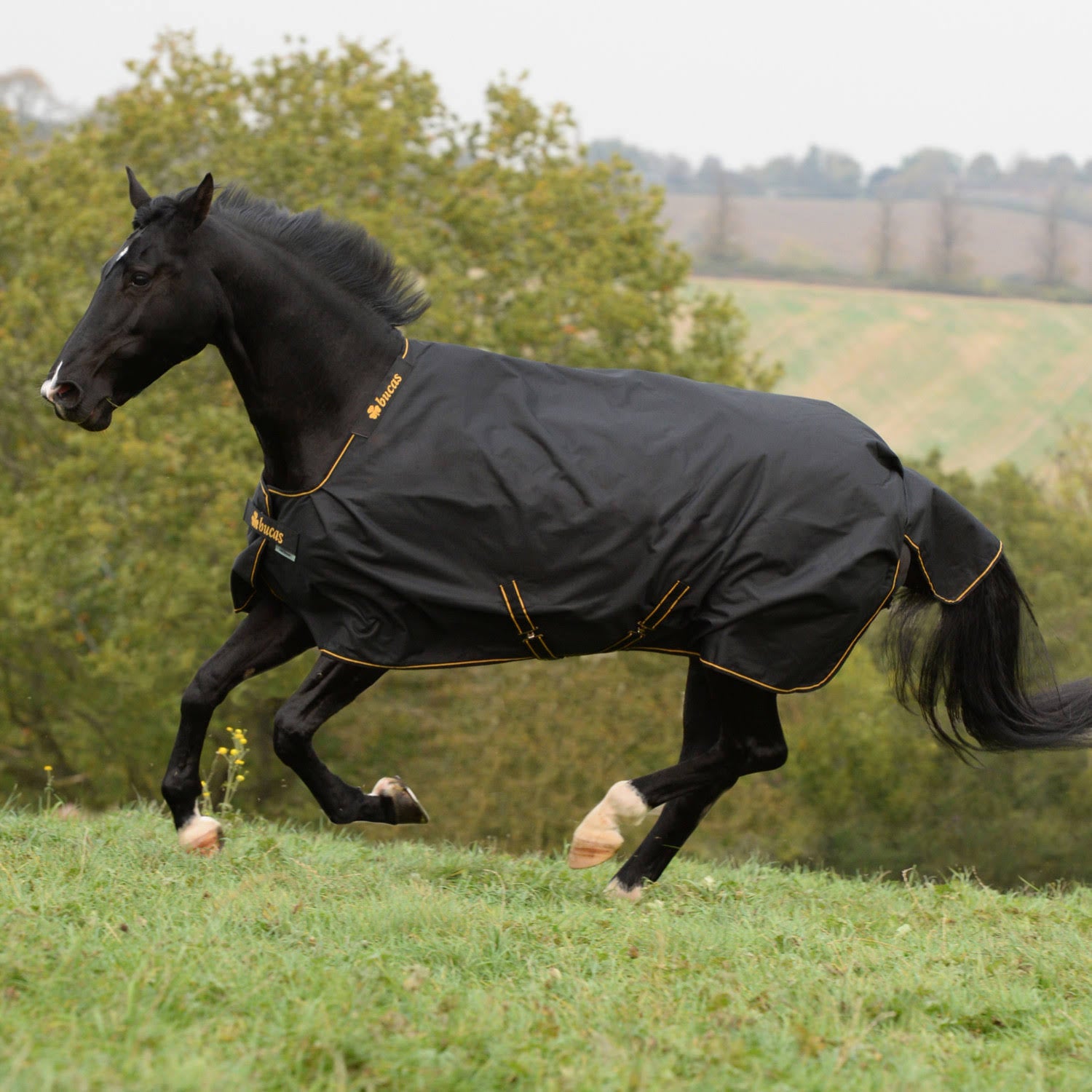 183 Black / Gold Light Turnout C199945