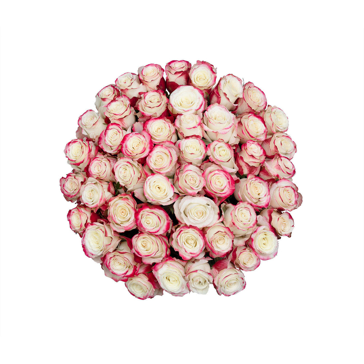 Roses (50 Stems) K29495