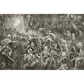 British Troops Force A Line of Artillery Pieces Drawn By Oxen Teams Through The Bush During The First Boer War E787
