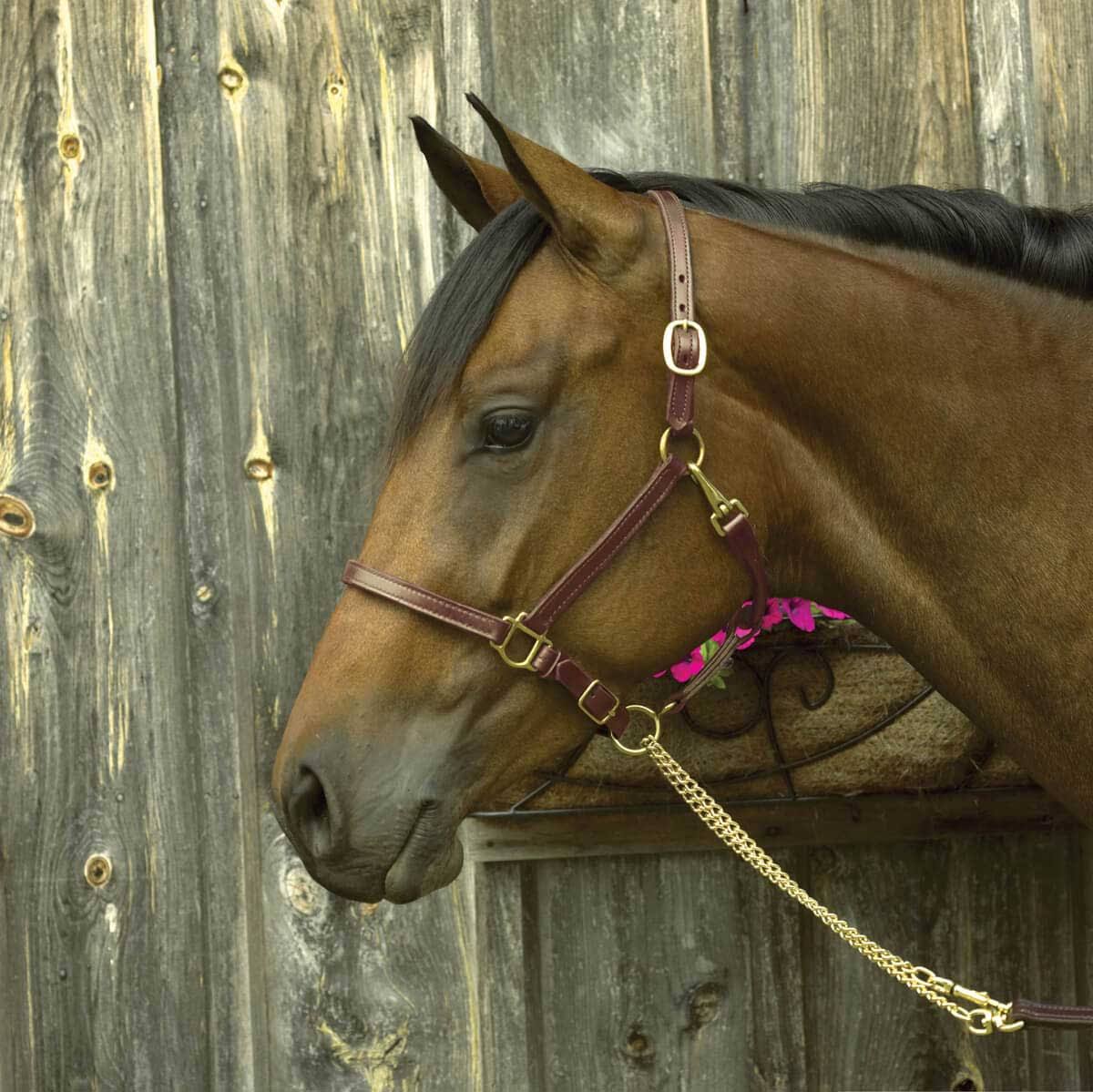 3/4-Inch Leather Show Halter, Havana, Yearling G659