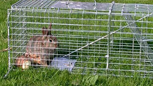 Large Collapsible Humane Live Animal Cage Trap Y190387